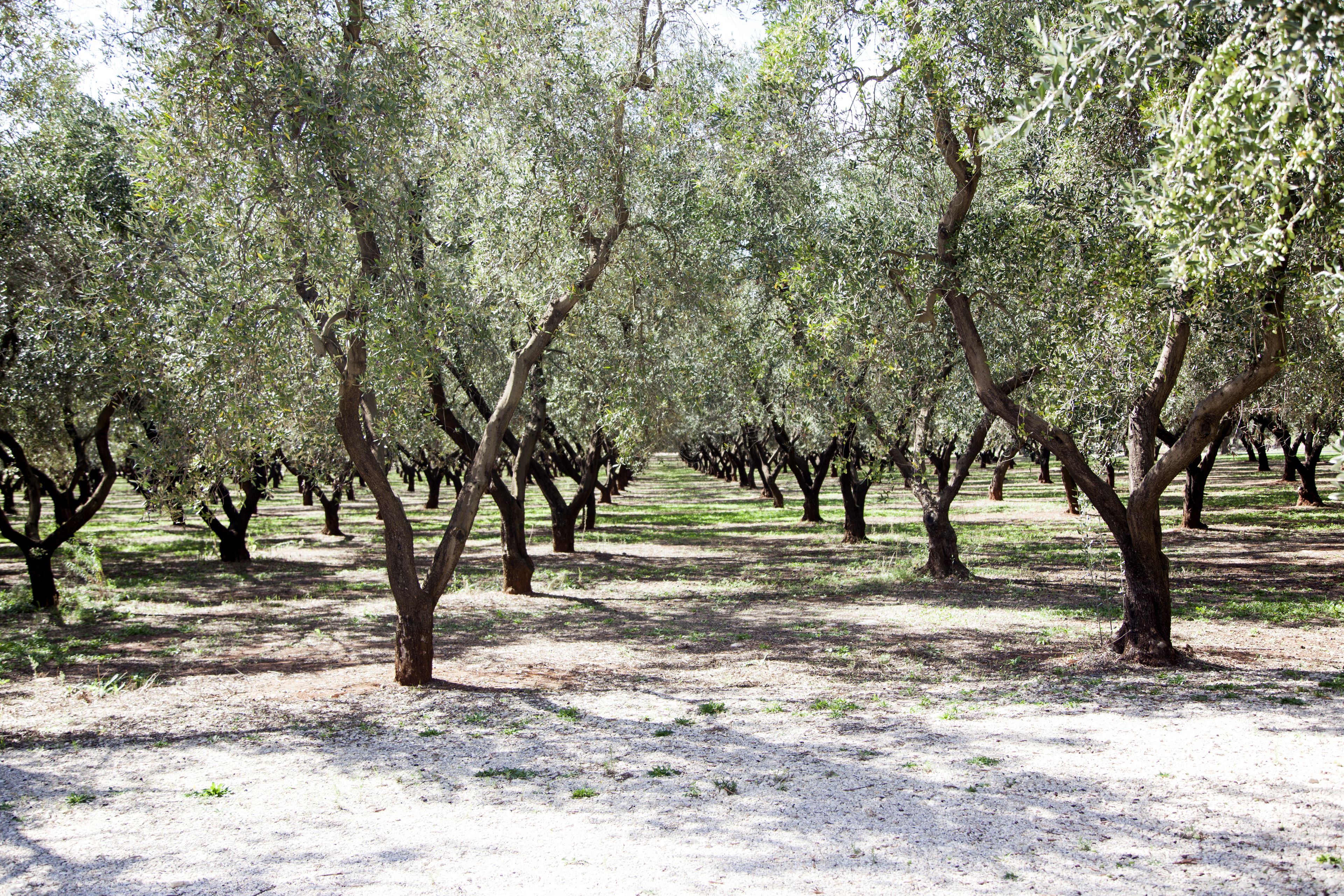 Photo - TerreAmare Agriturismo