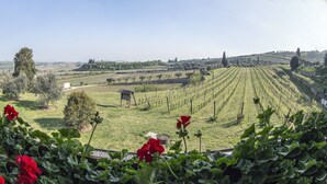 A vineyard with rows of grapevines, a small building, and a clear sky. - Costa degli Ulivi (Fumane)