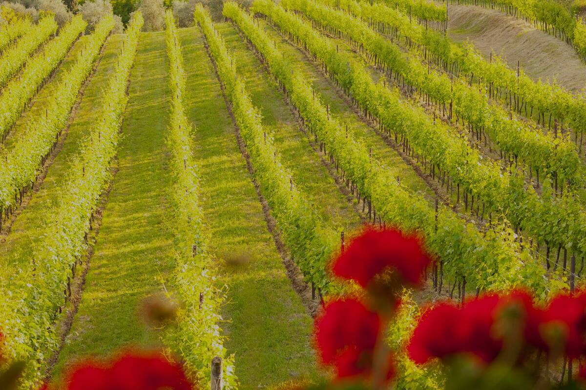 superior double room, balcony | garden view