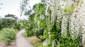 A pathway flanked by dense greenery and white flowering vines. - Treweens Bed & Breakfast (Wadebridge)
