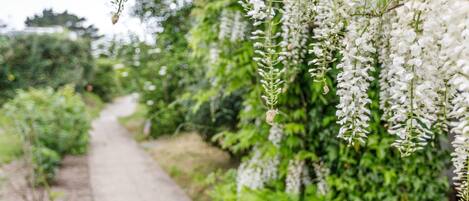 A pathway flanked by dense greenery and white flowering vines.