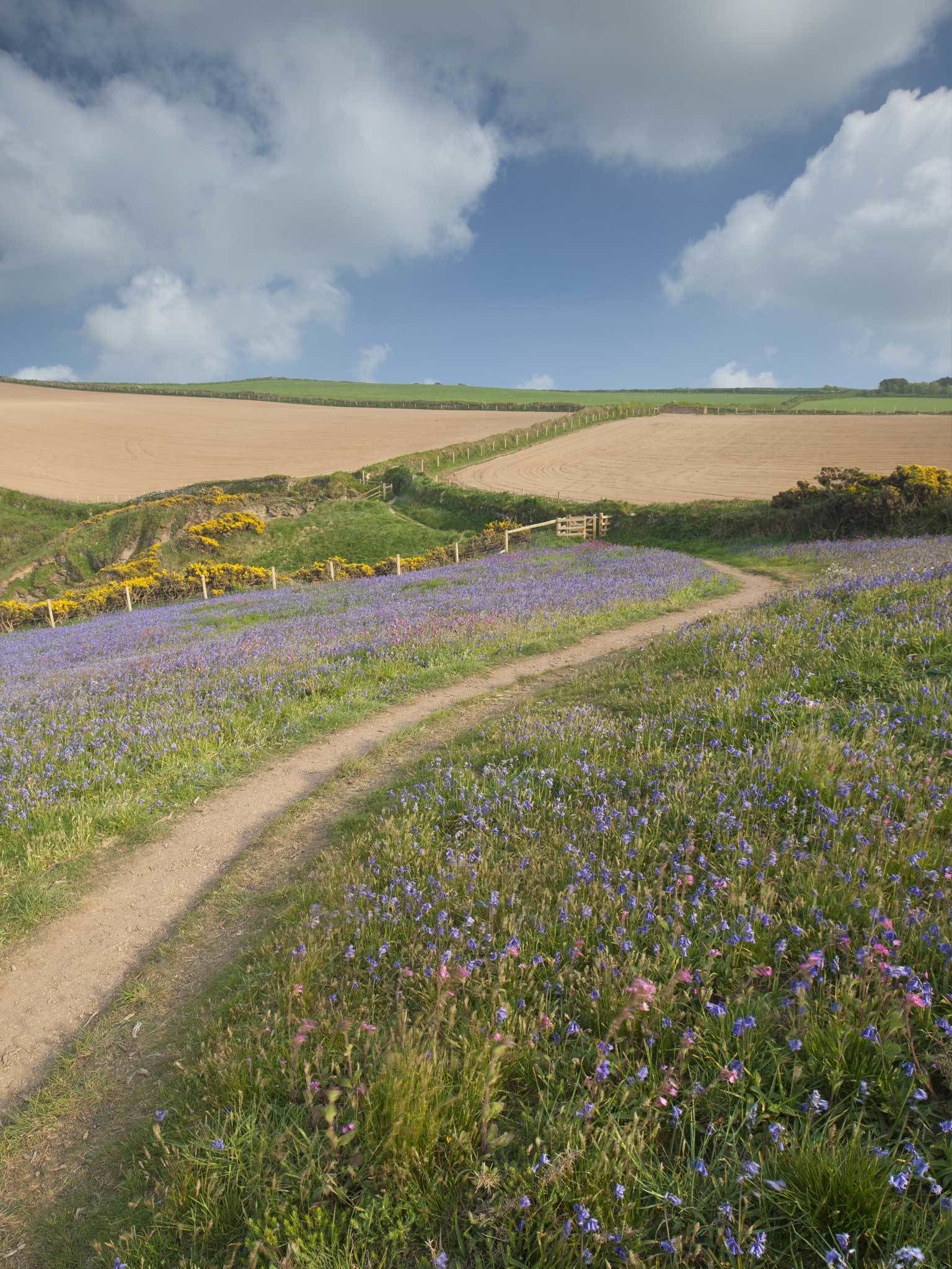A rural landscape with a dirt path leading through fields of purple flowers, bordered by green fields and a wooden fence.