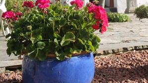 A house with a blue flower pot in the foreground, a white door, and a window with a white frame. - Treweens Bed & Breakfast (Wadebridge)