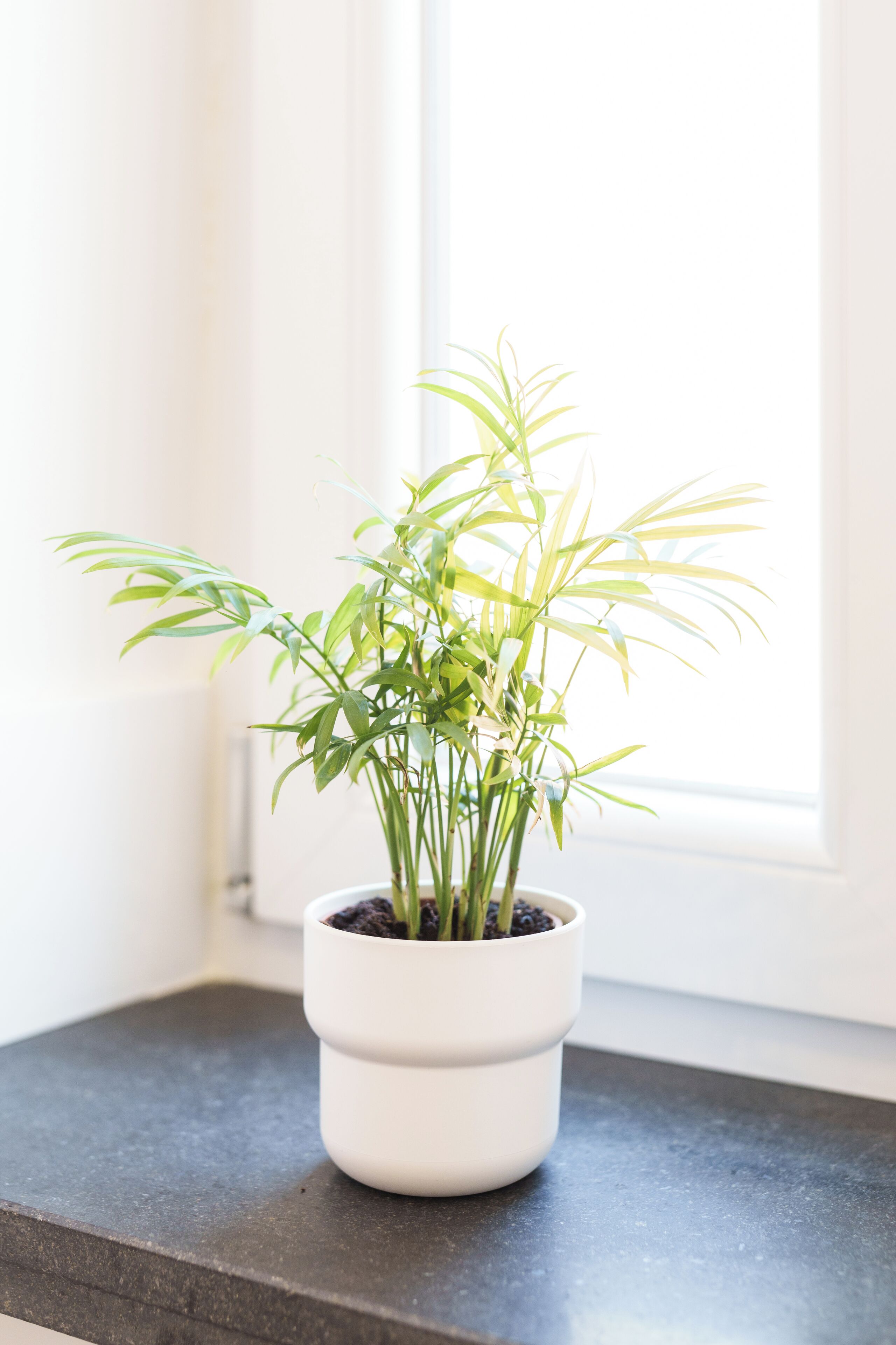 Uma planta em vaso sobre um balcão escuro, perto de uma janela.