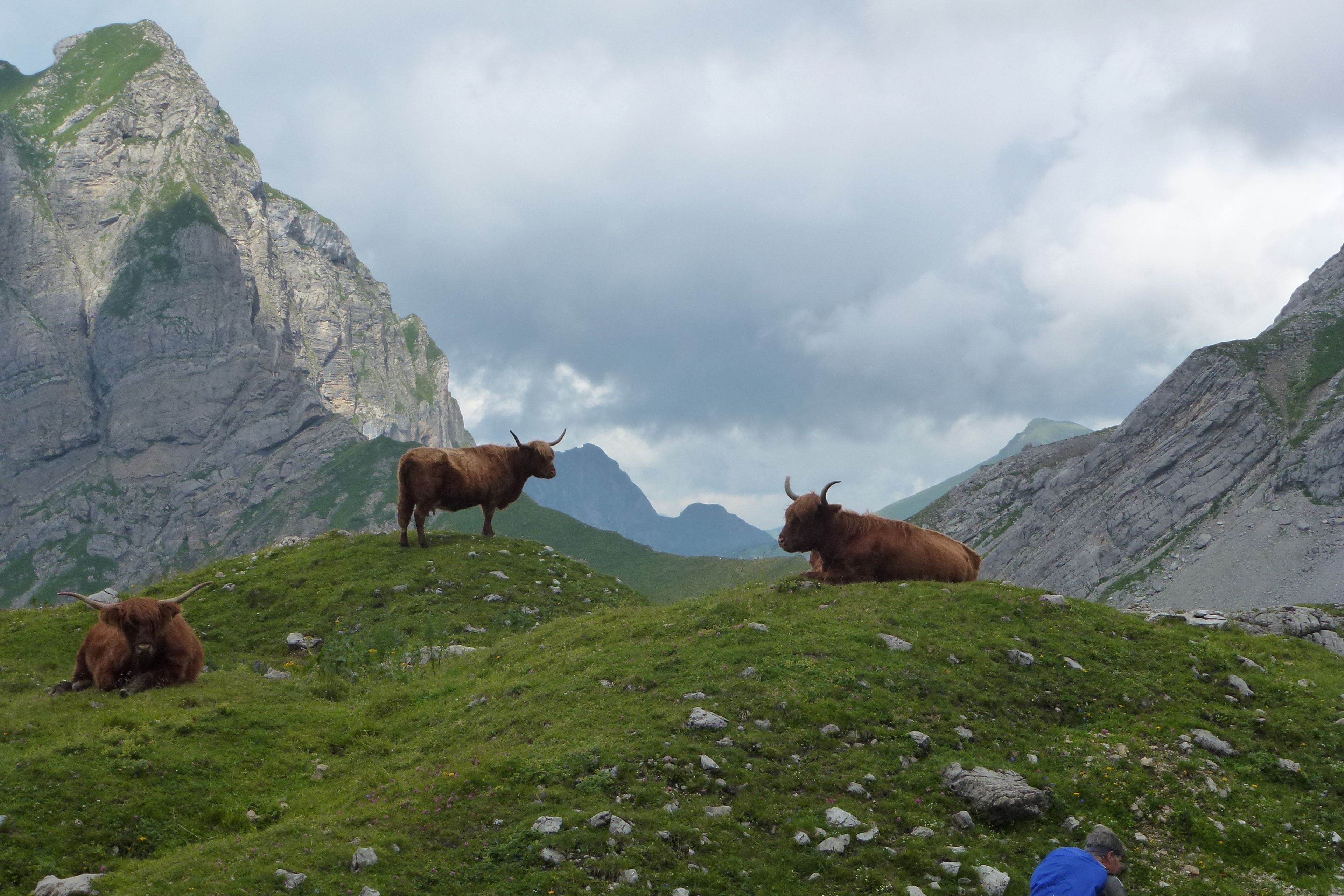 single room | mountain view