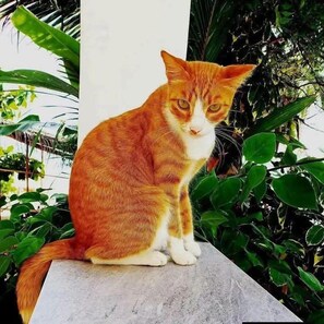Un chat assis sur une bordure en béton, avec de la verdure en arrière-plan.