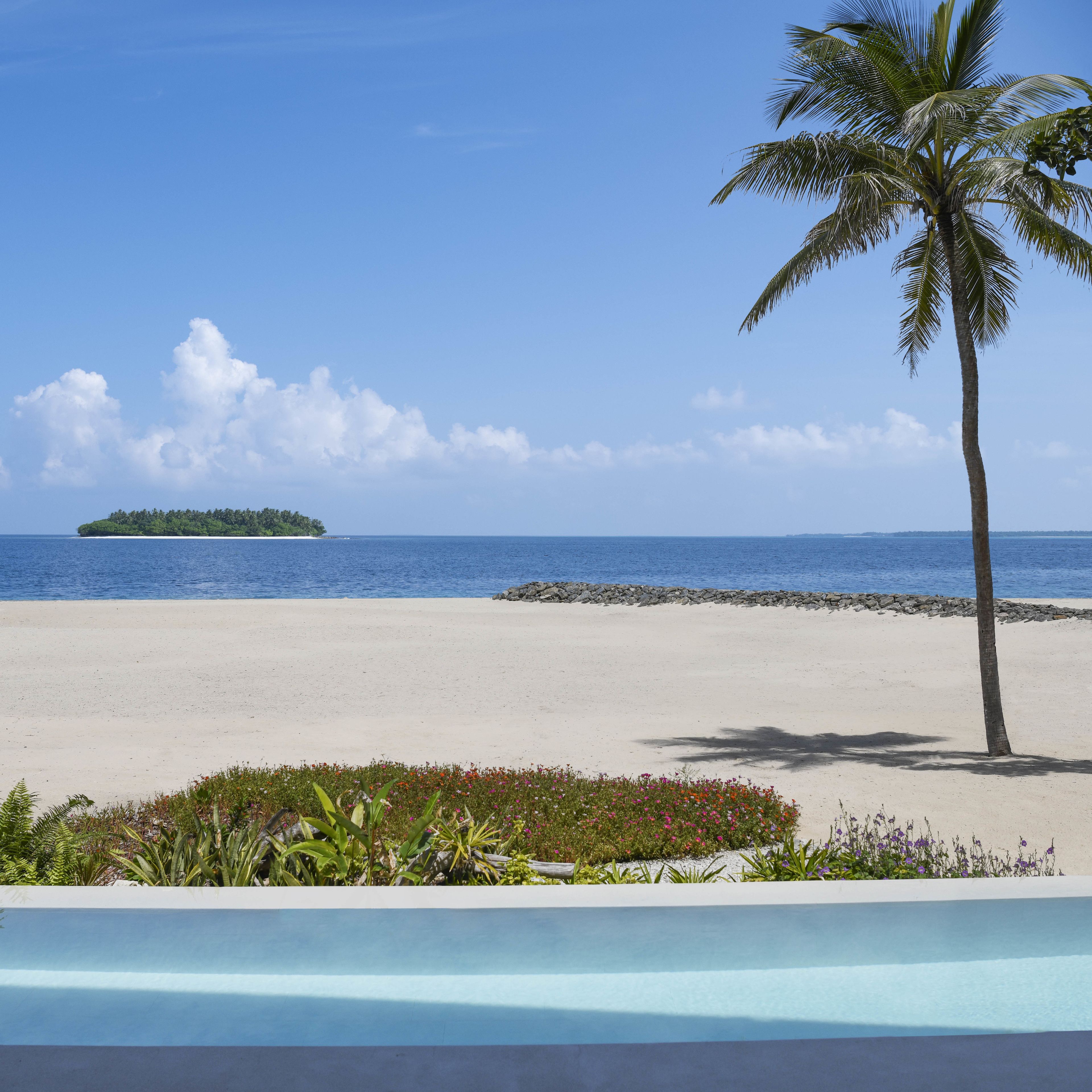 A beach with a clear sky, a palm tree, and a pool.