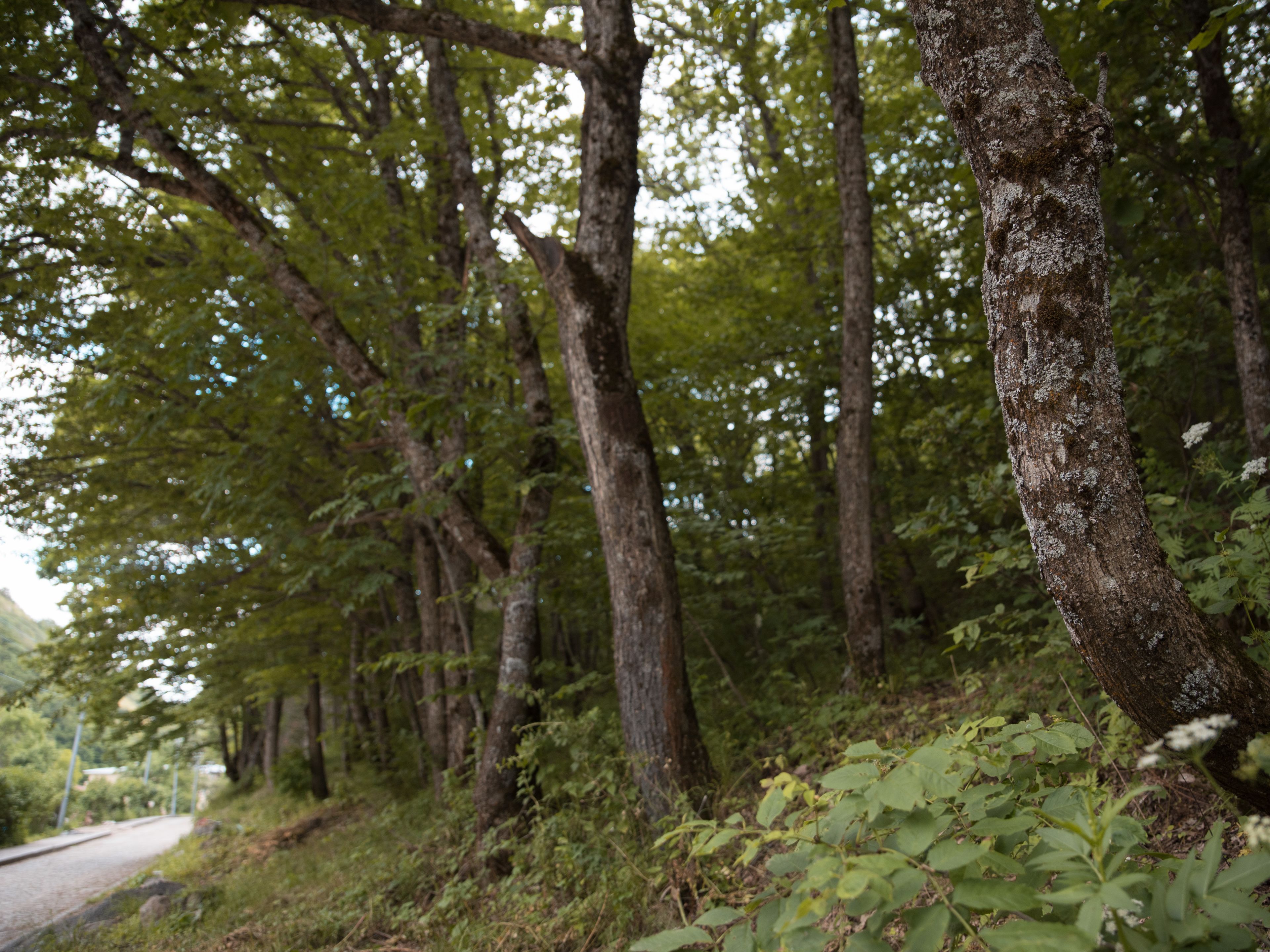 A forested area with a road curving through it.