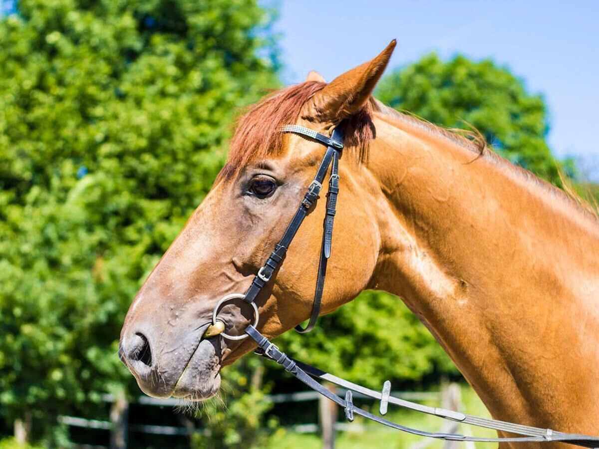 Primer plano de la cabeza de un caballo con una brida, sobre un fondo verde desenfocado.