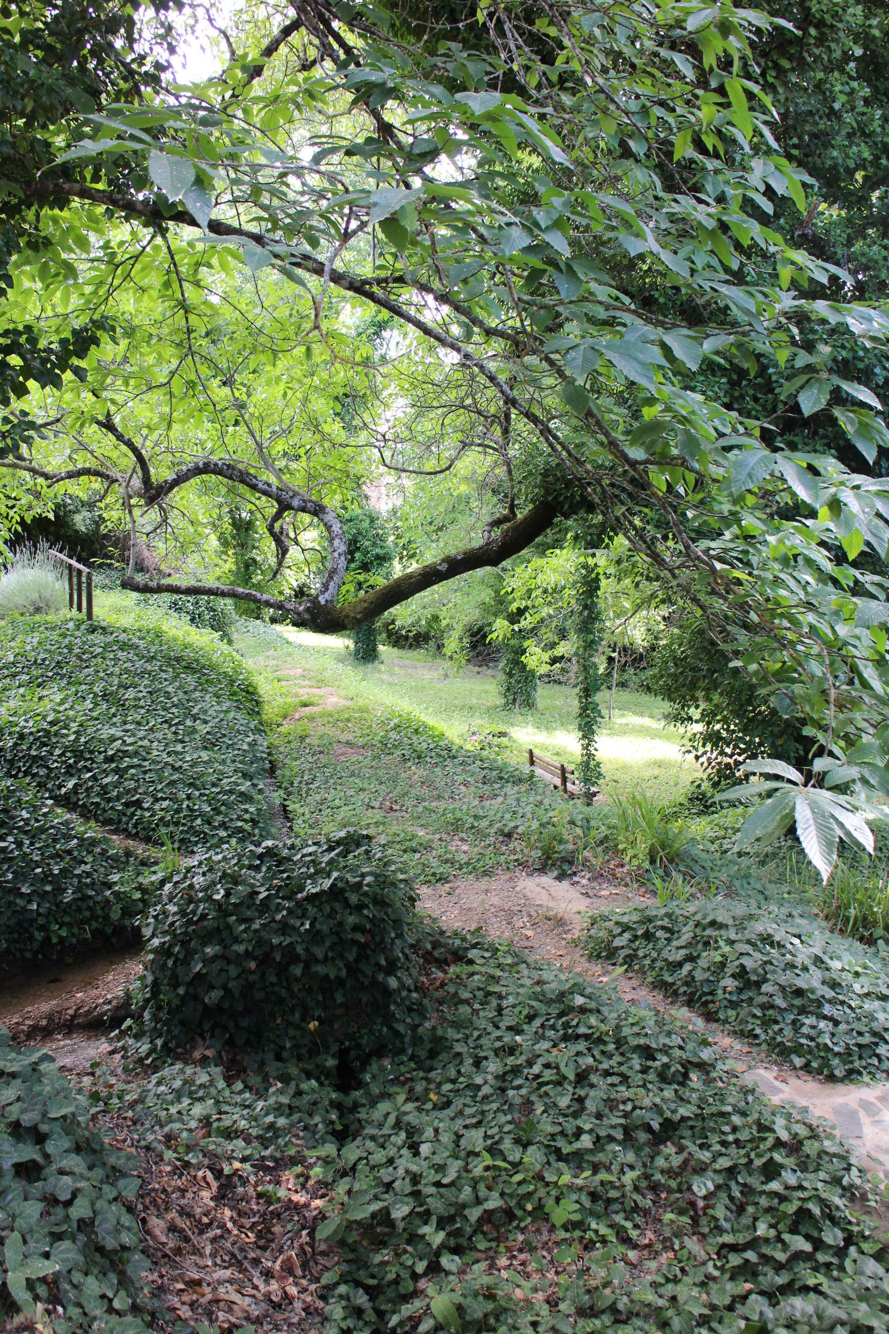 Un jardín con un sendero sinuoso, abundante vegetación y un árbol grande.