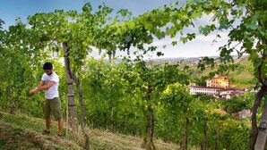 A vineyard with rows of grapevines and a building in the background. - Risveglio in Langa (La Morra)