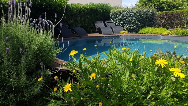 A swimming pool surrounded by lush greenery and lavender plants. - A L'ombre Du Clocher (Calenzana)