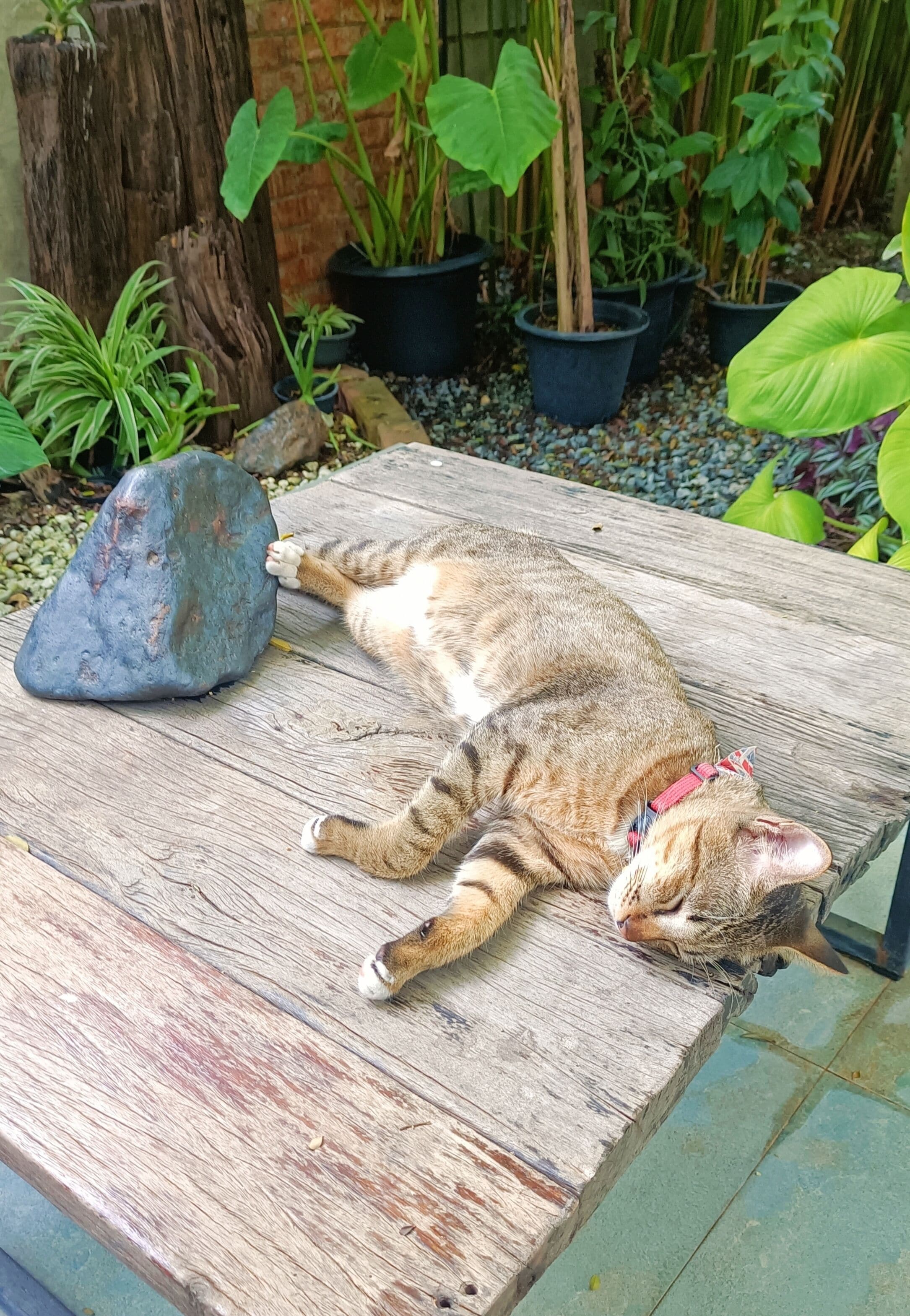 Foto - Baan Canalee (บ้านคานาลี)