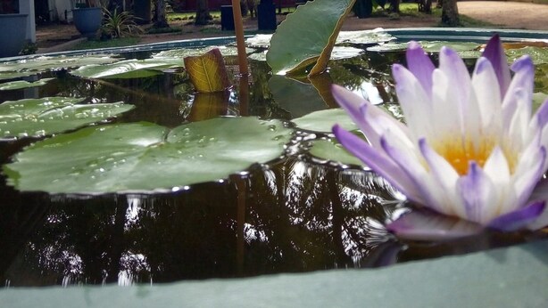 A tranquil pond with water lilies and tropical trees.