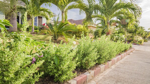 Une rue résidentielle bordée de maisons, de palmiers et d’un jardin bien entretenu où poussent différentes espèces de plantes.