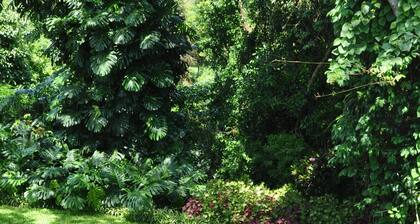 Birds of paradise B&B