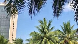 A well-maintained grassy area with palm trees and a clear sky. - An Binh Tai Hotel (Da Nang)
