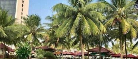 A well-maintained grassy area with palm trees and a clear sky.