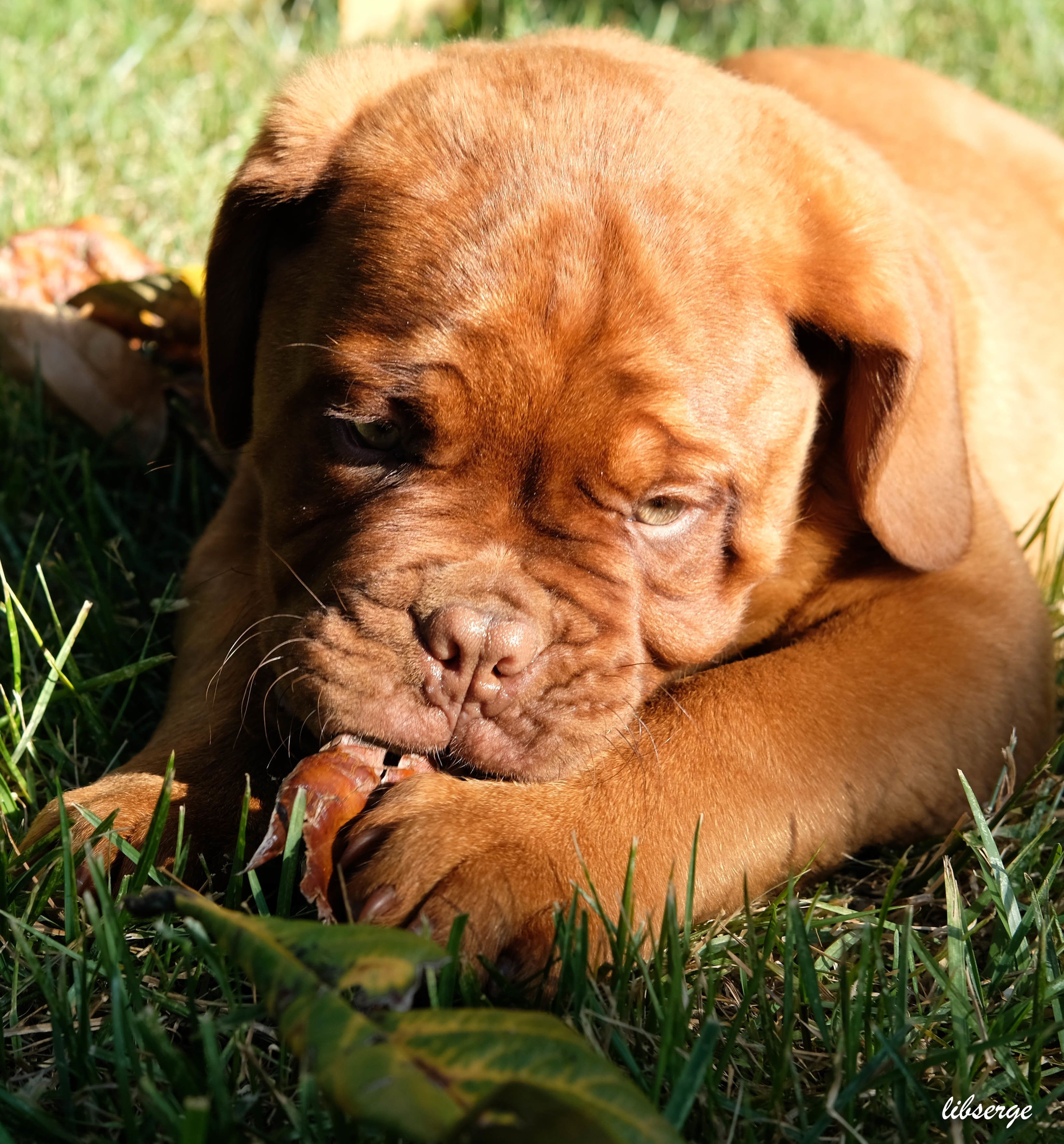 Un gros plan d’un chien brun allongé sur l’herbe.