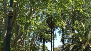 Un parque con una farola, árboles y un cielo azul despejado.