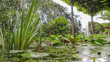 Uno stagno tranquillo con ninfee e diverse piante acquatiche.