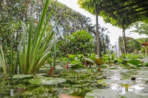 A serene pond with lily pads and various aquatic plants. - Il Germano Reale (Castagnito)