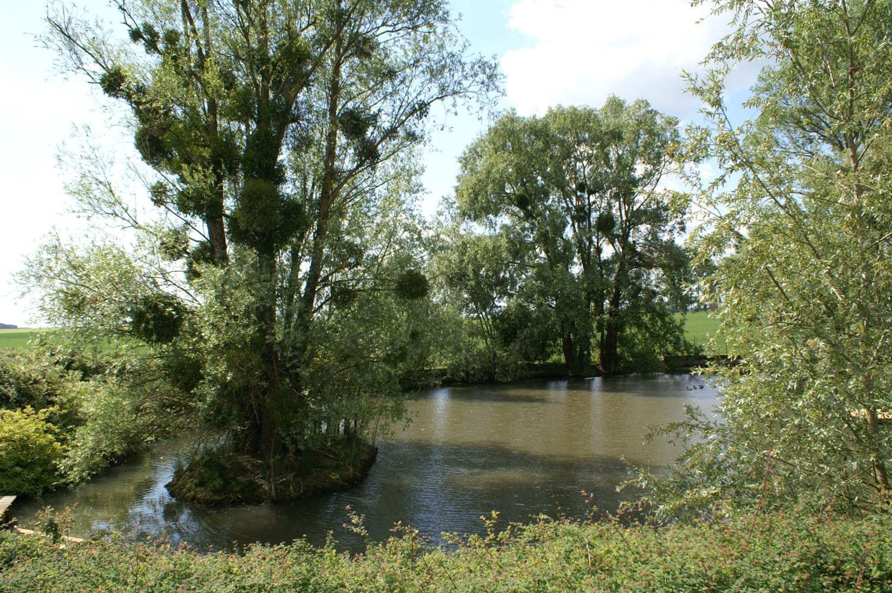 Une rivière paisible, bordée d’une végétation luxuriante et d’arbres.