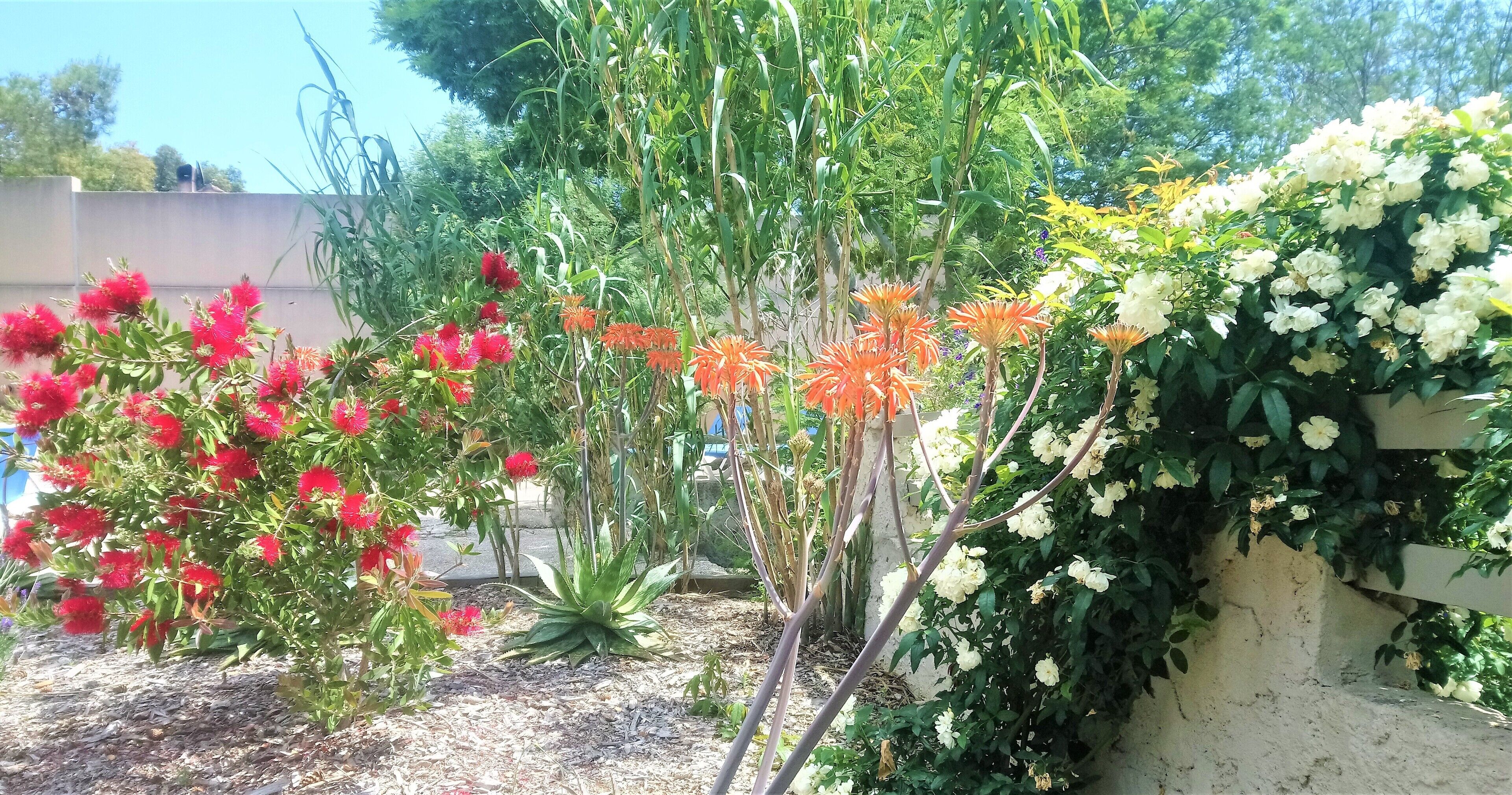 A garden with various flowering plants and a concrete wall.