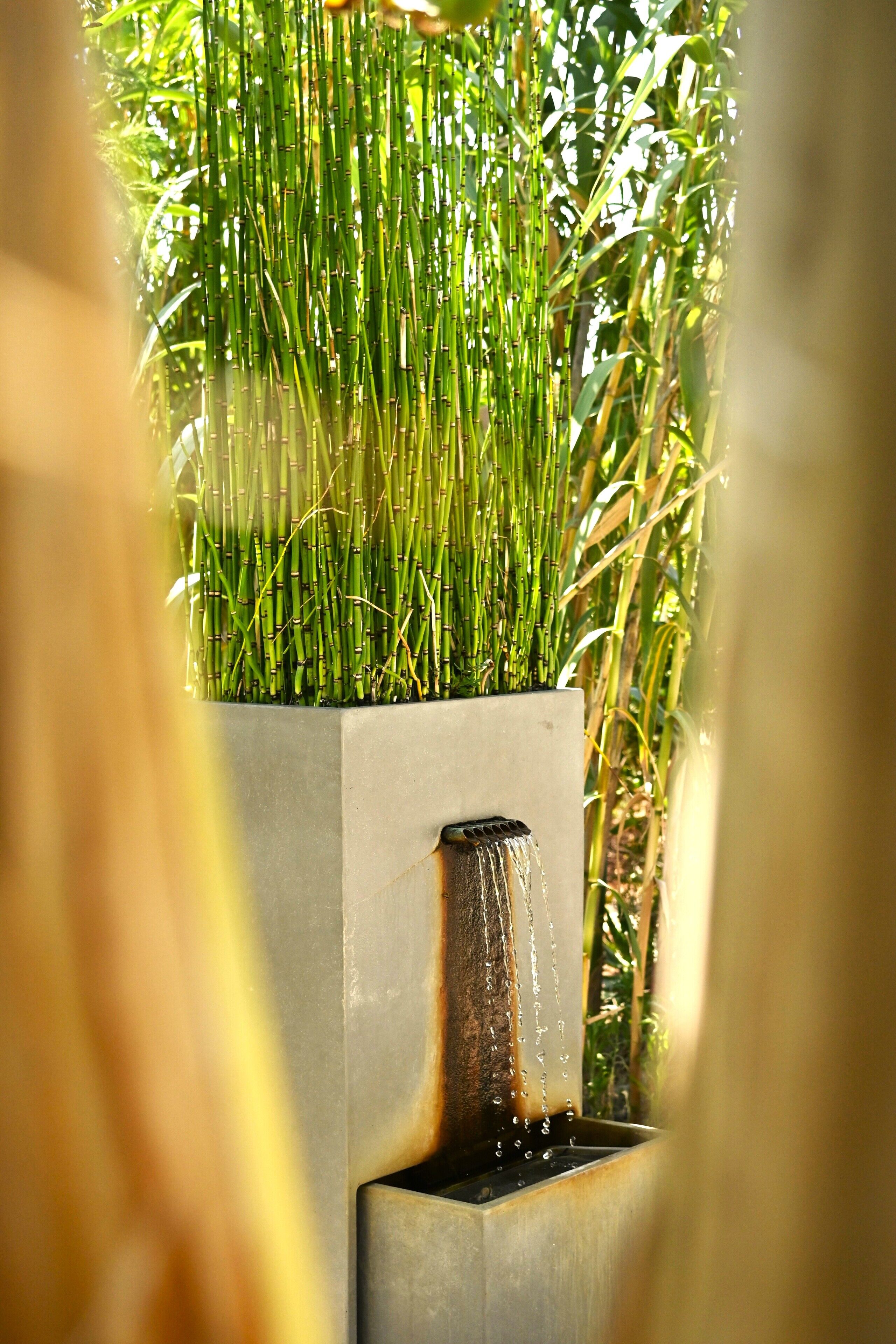 Una fuente de agua con un jardín vertical de plantas verdes altas.
