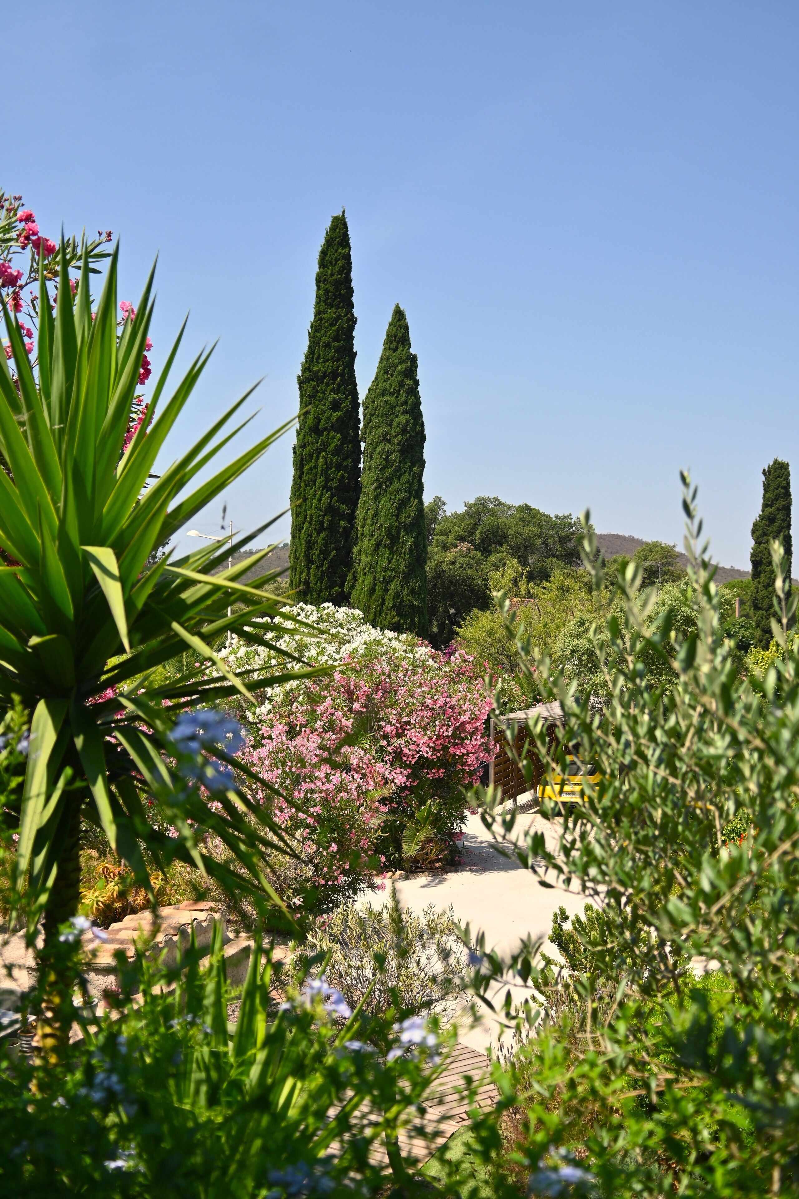 Un jardín con altos cipreses, plantas en flor y un sendero adoquinado.