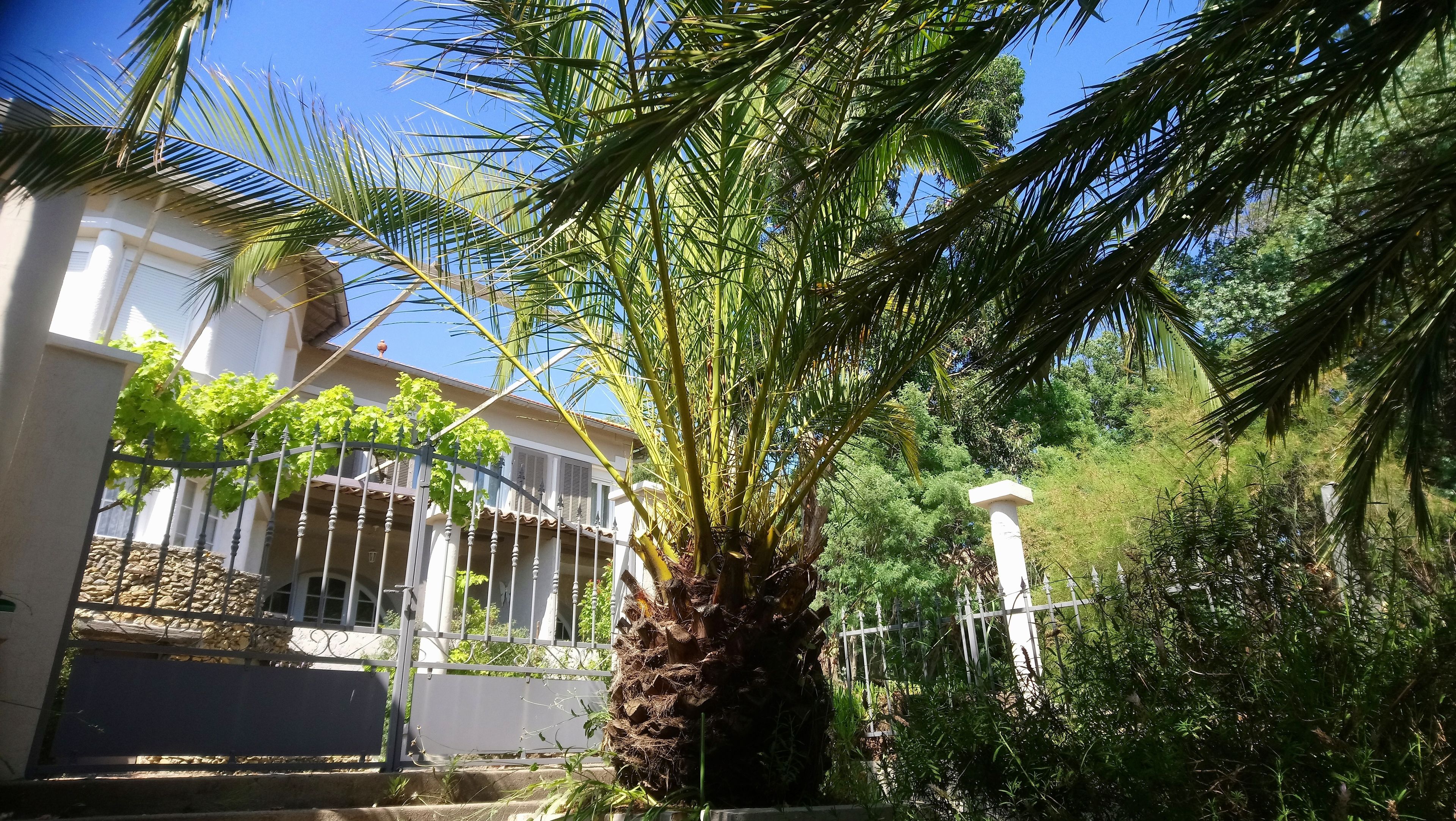 Un quartier résidentiel avec une maison, un palmier et une clôture blanche.
