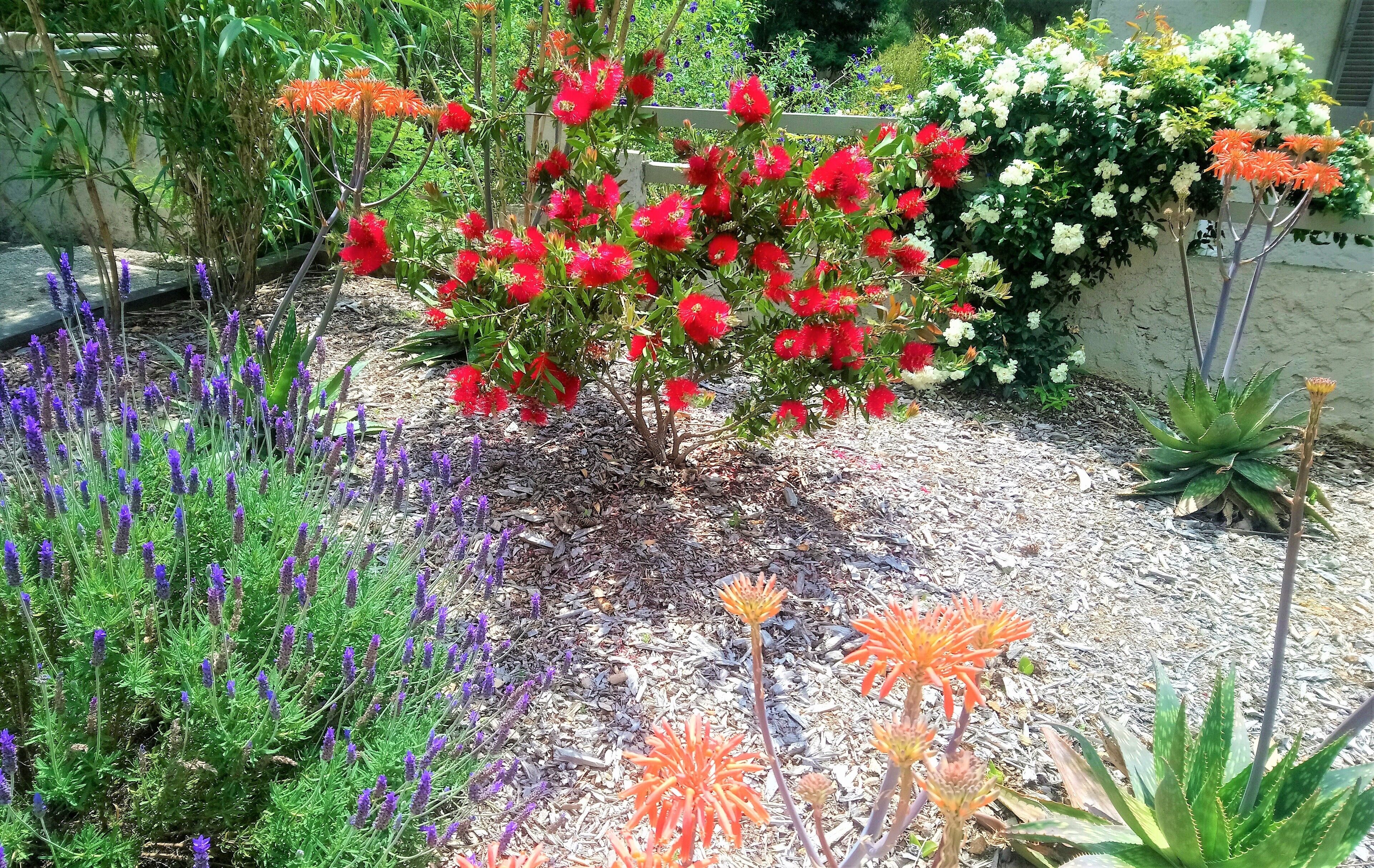 Ein Garten mit verschiedenen Pflanzen und Blumen, darunter mit rötlichen und violetten Blättern.