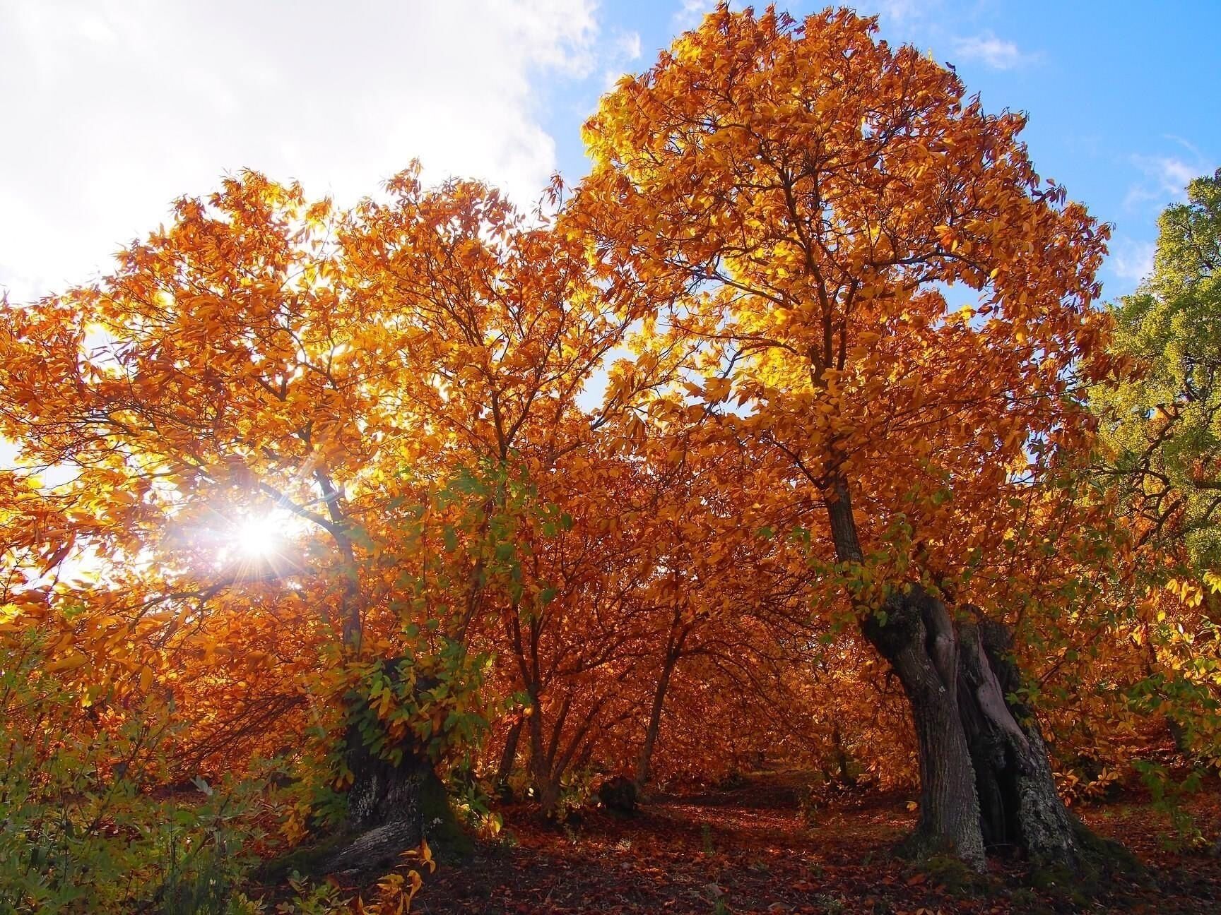 Een boslandschap met herfstkleuren en een heldere lucht.