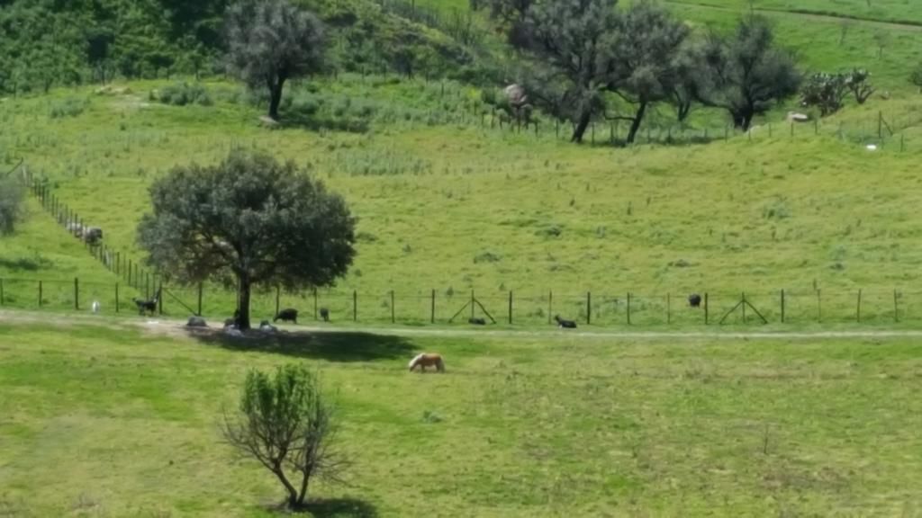 A rural landscape with a fenced area, trees, and grazing animals.