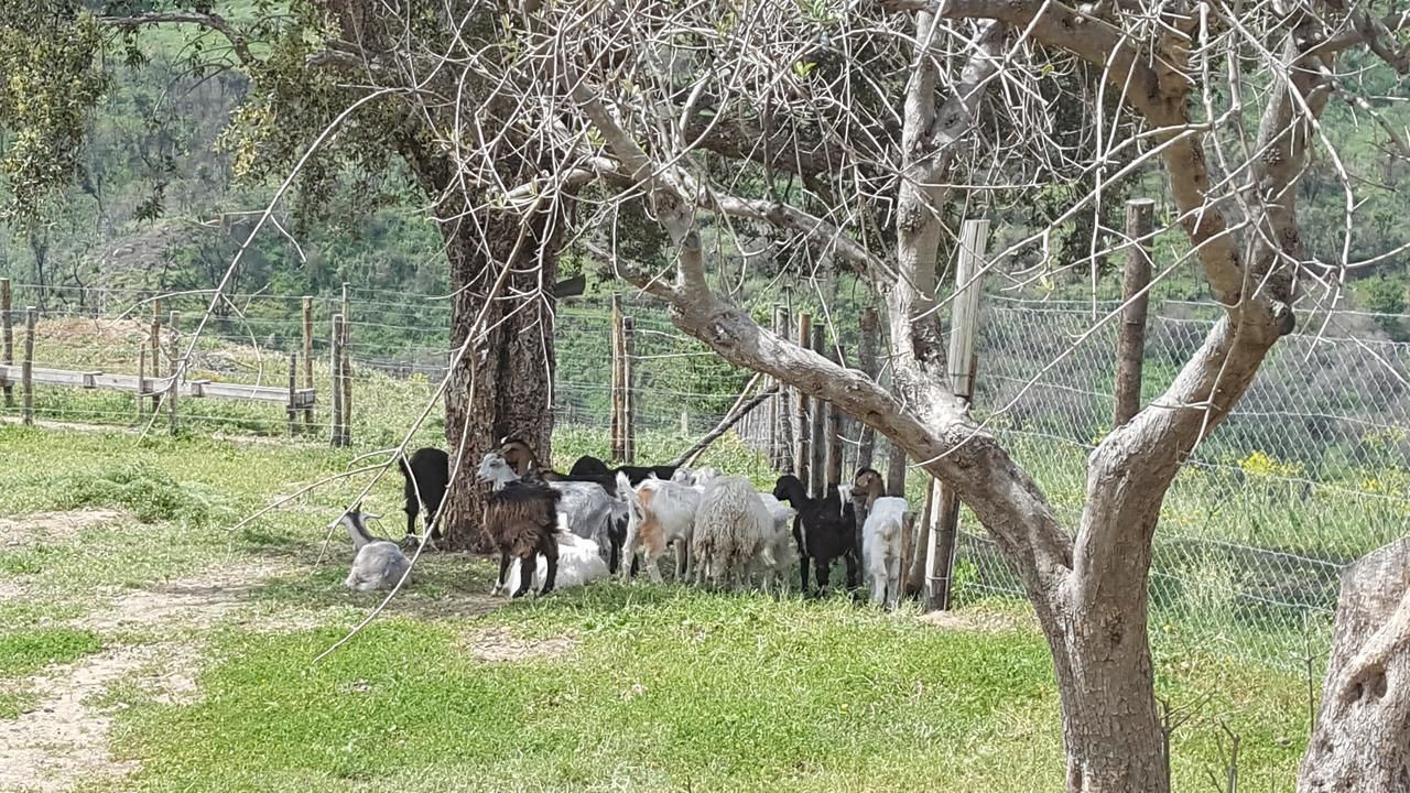 A group of goats in a fenced area with trees and a dirt path.