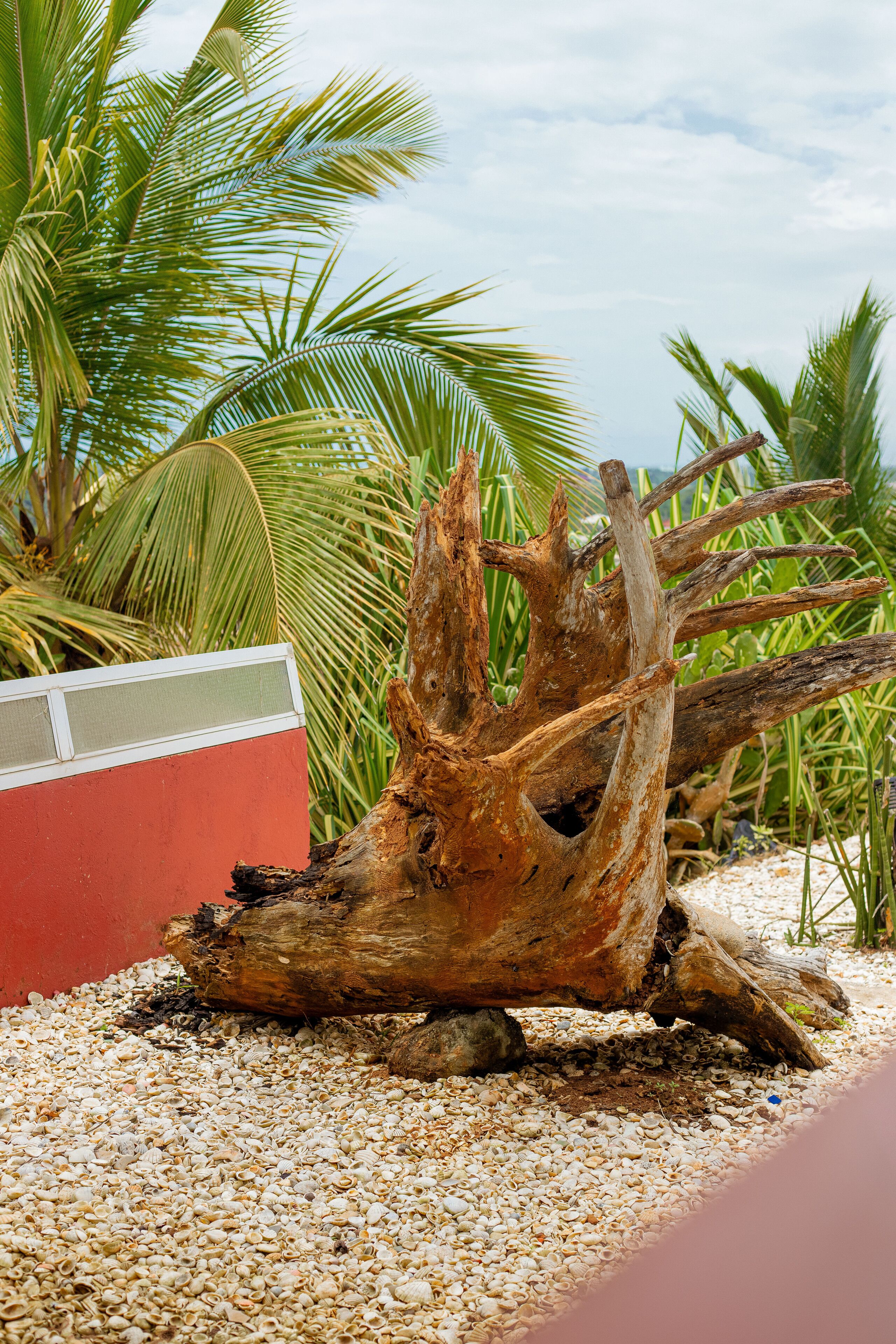 A large, weathered tree trunk with a hole in the center, surrounded by pebbles and palm fronds.