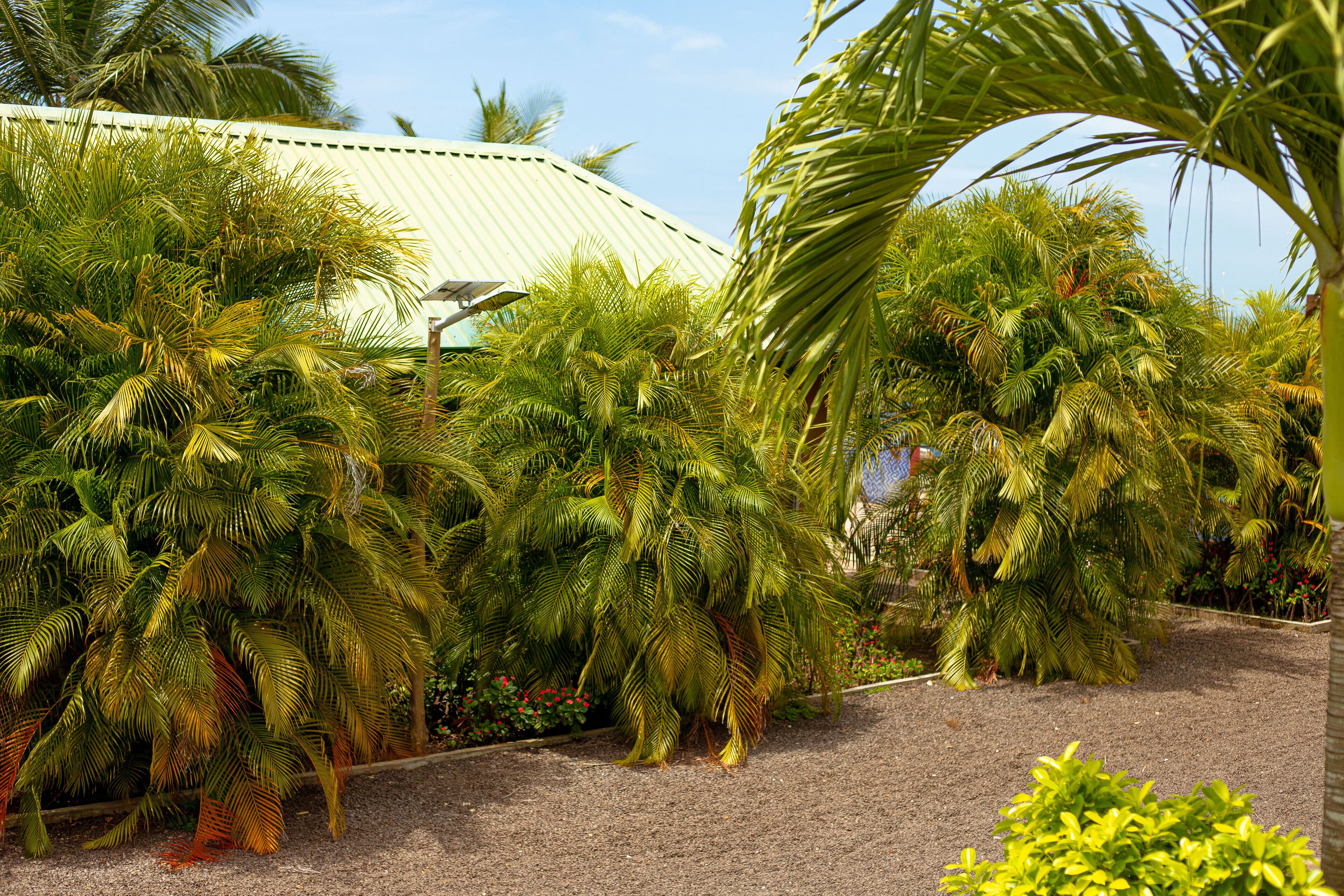 A garden with palm trees and a building with a curved roof.