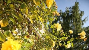A garden with yellow and pink roses, a white fence, and a grassy lawn.