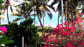 A view of a beach with palm trees and a fence in the background.