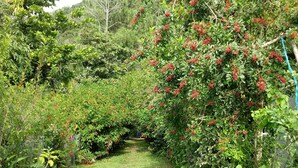 Een tuin met een gazen pad, omringd door verschillende groene struiken en bomen.