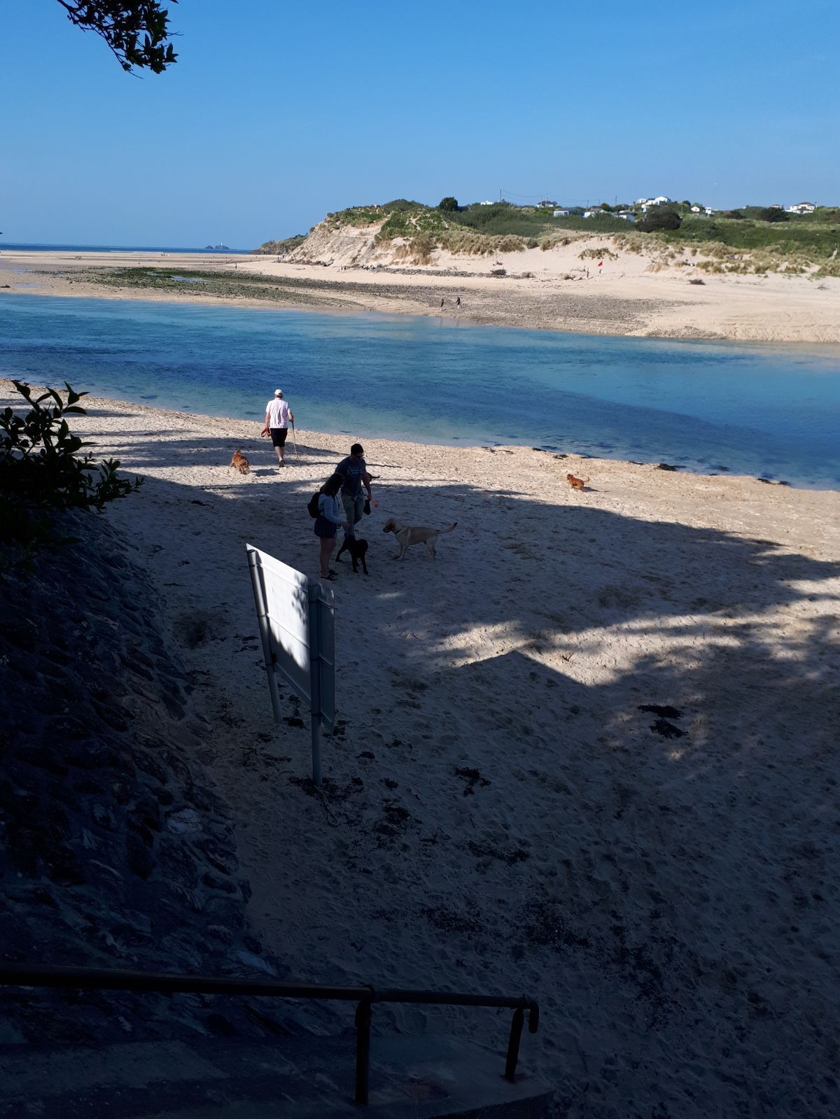 A beach with a sandy shore, a clear blue sky, and a few people and dogs.