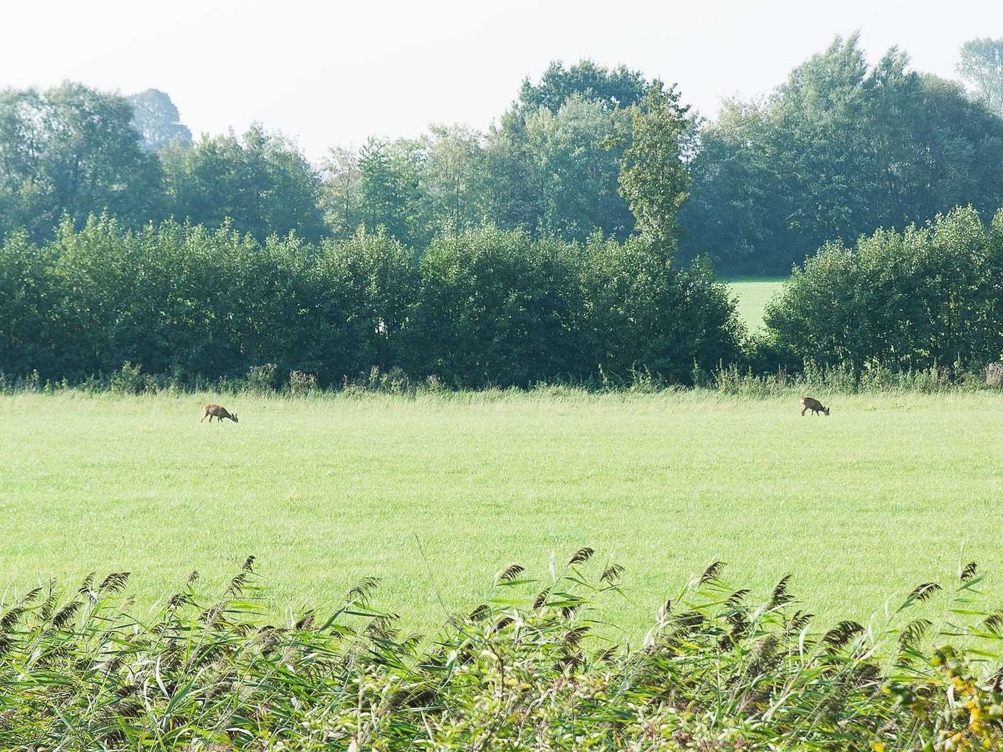 A grassy field with two deer grazing, surrounded by dense trees.