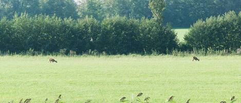 A grassy field with two deer grazing, surrounded by dense trees.