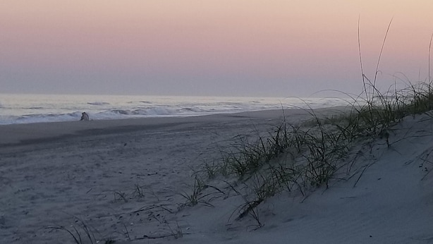 Ein Strand mit Sand und vereinzelter Vegetation.