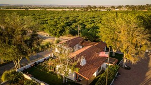A vineyard with rows of grapevines and a building with a red-tiled roof.