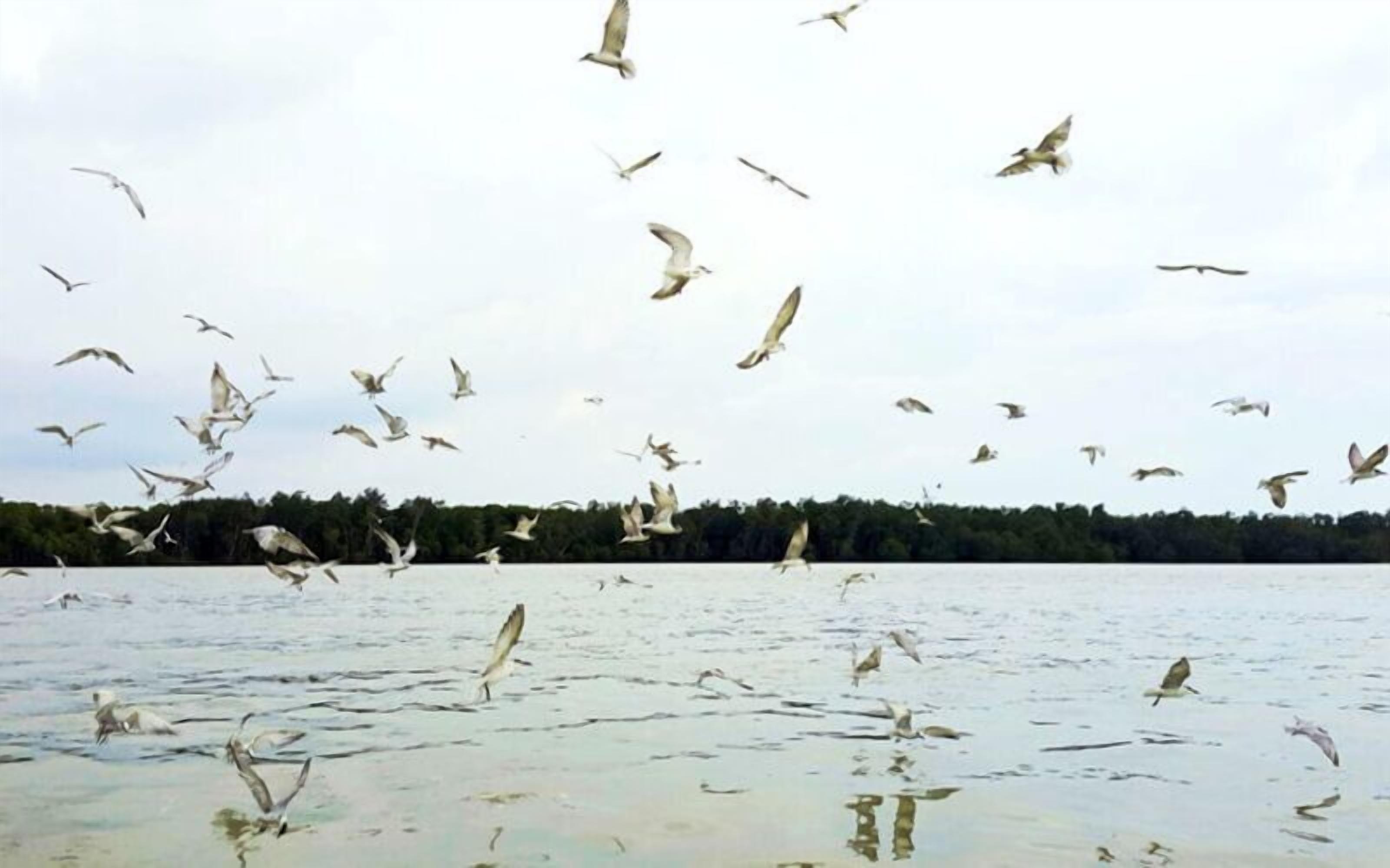 Una masa de agua con gaviotas volando y una costa arbolada al fondo.