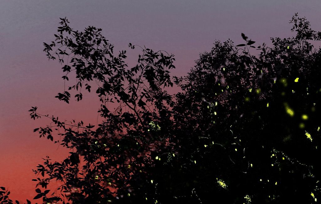 A silhouette of trees against a twilight sky.