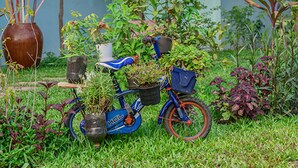Property grounds - Changkrang Guesthouse (Siem Reap)