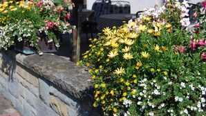 A stone wall with a variety of flowering plants, including yellow and white flowers, and a building with a white exterior and a window in the background. - Landgasthof Schneider (Schmallenberg)