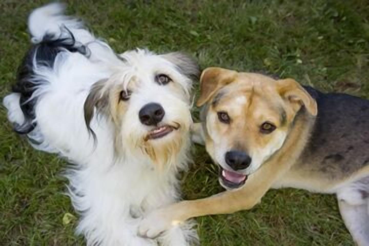 Dos perros descansando sobre la hierba.